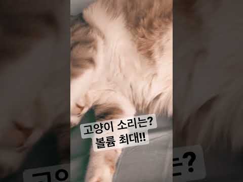 고양이는 야옹? 아니지! 볼륨 최대!!
