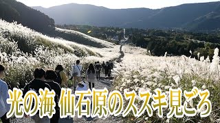 光の海　仙石原のススキ見ごろ
