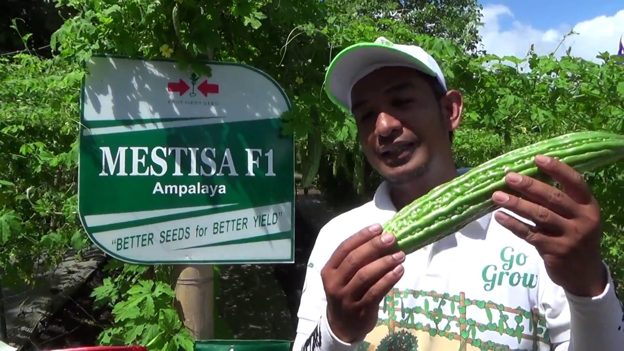Mestisa F1. Matibay sa Namamarako. Prolific bittergourd. Success in ampalaya farming.