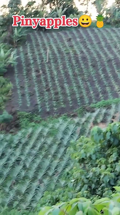 PATIKIM NG PINYA/ MABITAC PINEAPPLE FARM/ LAGUNA @KatuklazTv