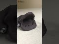 ハバシリのチョコレート詰め Running teeth stuffed with chocolate