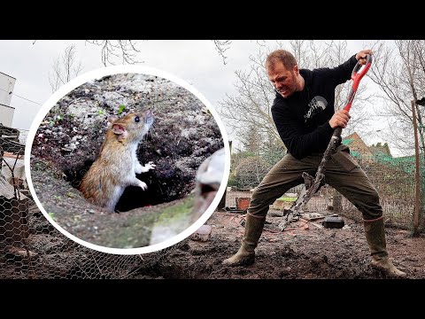 Vidéo: Est-ce que les rats creusent des tunnels ?