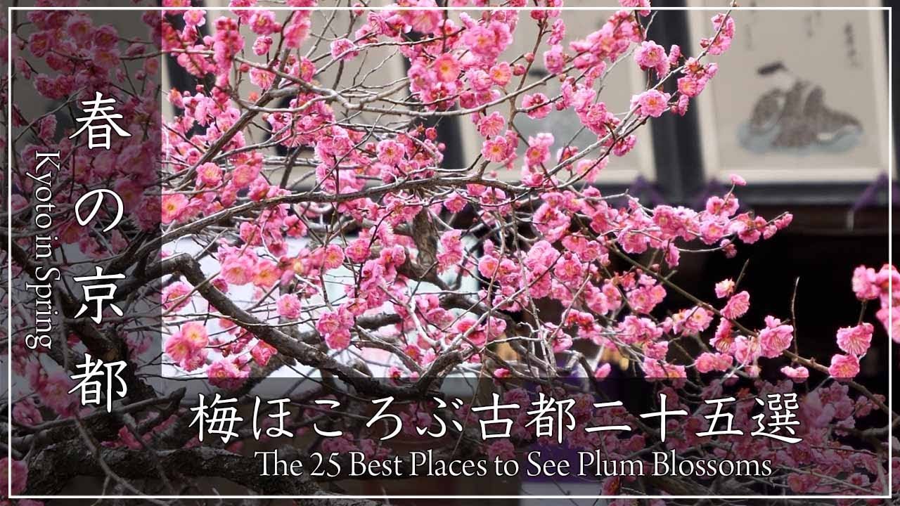 早春の京都・梅〜もうすぐ梅の季節、まちどおしいですね☺️ 春の訪れを告げる満開の梅をたっぷり100分ご覧ください。 観智院〜渉成園〜城南宮〜二条城 〜三室戸寺〜興正寺〜北野天満宮ほか[No.637]