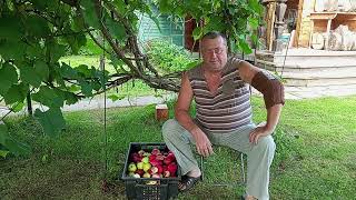 видео: Яблочный дистиллят от А до Я картинка: Яблочный дистиллят от А до Я