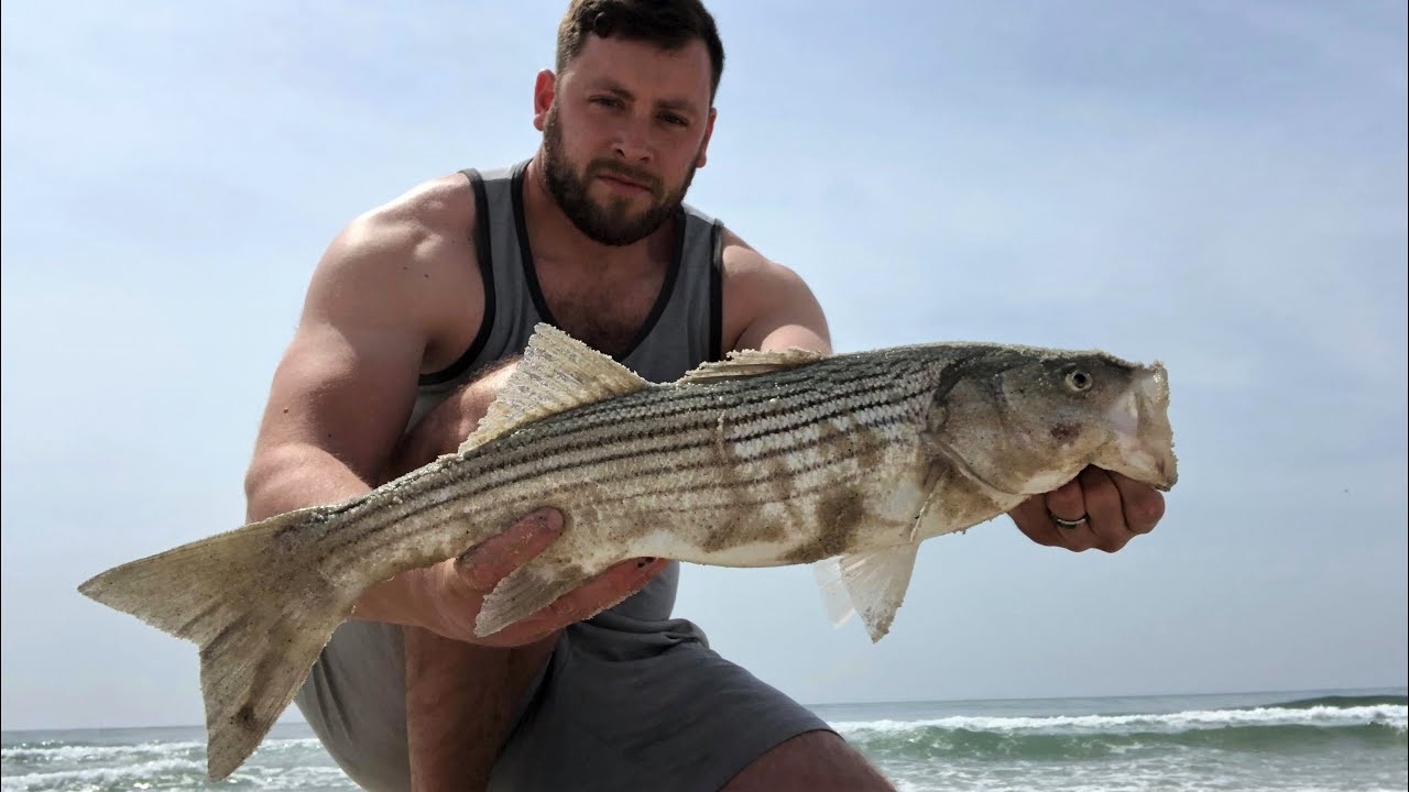 4/28/21 Striped Bass in the Ocean Surf on Clams! YouTube