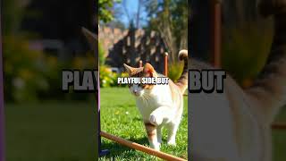 The Whiskered Wonders: Unique Cat Reflexes!