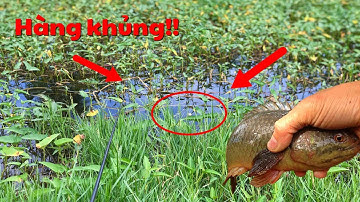 Chỗ này cá rô to quá nhiều câu mãi không hết/dính liên tục thấy ham / tập 15