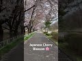 Japanese Cherry Blossom | Tourism | Japan | Nature Lovers | Fukushima