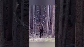 Подожди… не сейчас 👀#охота #олень #лес #природа #shot #deer #wildlife #nature #wait #shorts#hunting