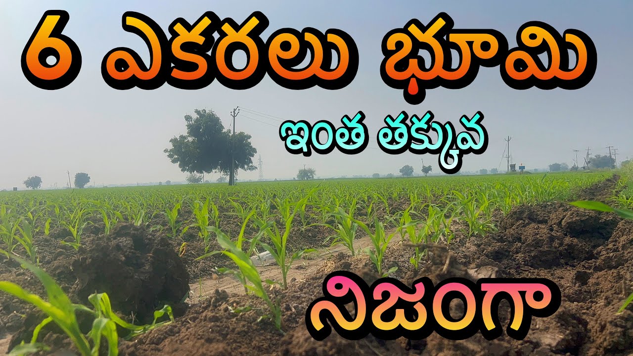 కొత్తగా వచ్చేసింది! 6 Acres Agriculture Land Super Offer! Luxury villa sale low cast 2025 year end￼￼