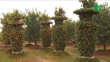 Quất cảnh lộc bình khổng lồ hút khách trước Tết | VTC14