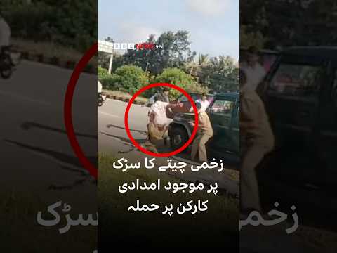 Injured leopard lunges at rescuer on highway - BBC URDU