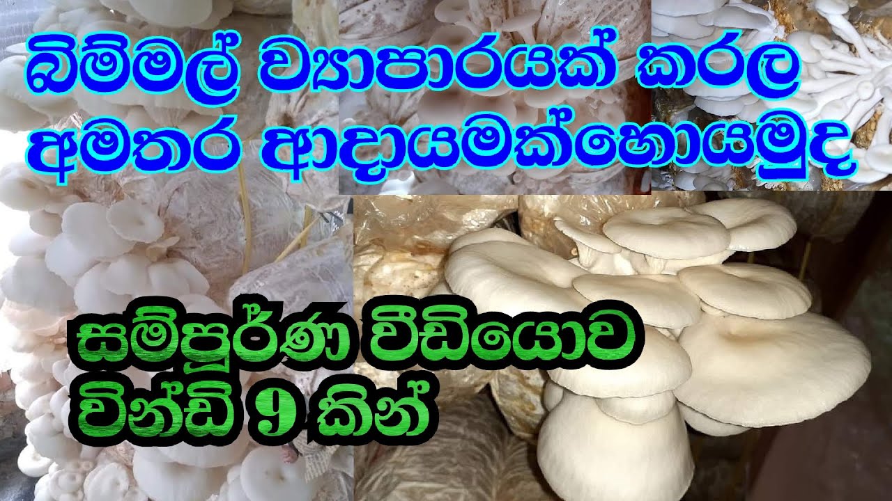 Mushroom cultivation srilankahow to make mushroomearn extra in
