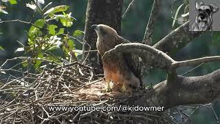 And then there was One BRAHMINY KITE Chick left - 23rd March