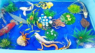 Un-boxing a variety of colorful aquarium fish,koi,glow-in-the-dark fish,betta fish#viralvideos#viral