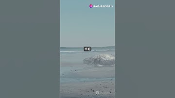 Why do animals explode. The shocking truth