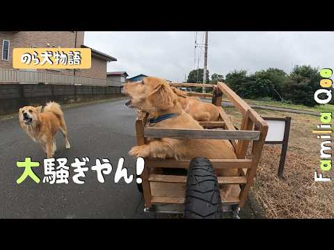What a commotion! [Miniature Dachshund and the neighborhood stray
