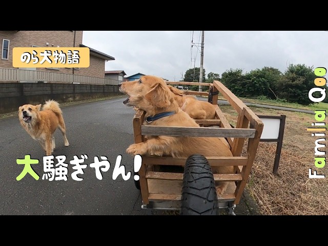 What a commotion! [Miniature Dachshund and the neighborhood stray