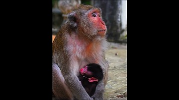 Just Newborn Baby Monkey