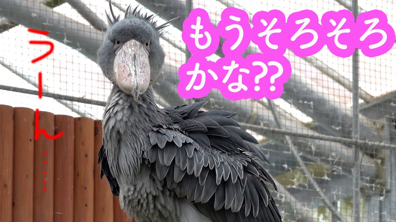 そろそろ飛ぶ時間かな?ハシビロコウふたばちゃん!【夏のふたば2024-6