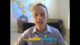 Tilapia Stocking, Tilapia Breeding, Tilapia Breeding Stock, Tilapia Breeders, Breeding Tilapia