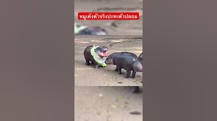 หมูเด้งตัวจริงปะทะตัวปลอม🥰#moodeng #หมูเด้ง #salinaหนูนา