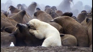 Un ours polaire attaque des morses - ZAPPING SAUVAGE