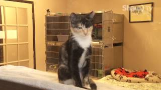 go! Okanagan from the Kelowna SPCA part 1