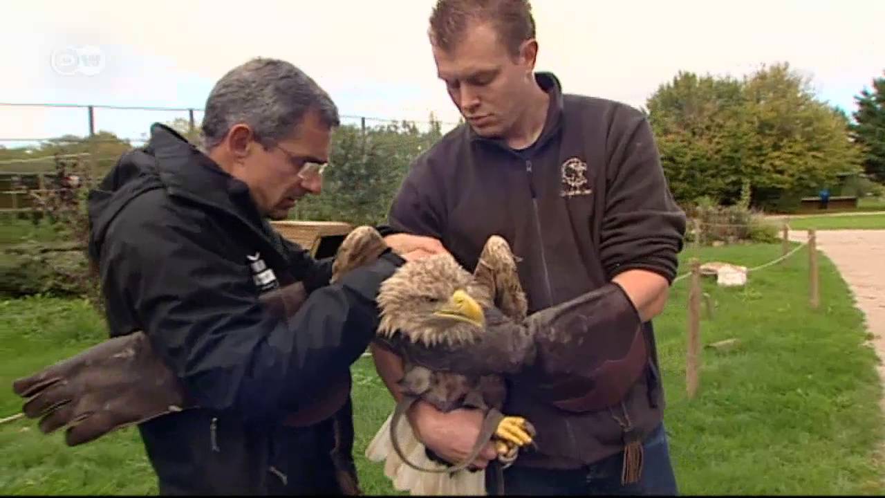 "Eagle-TV" - The World From Above | Euromaxx