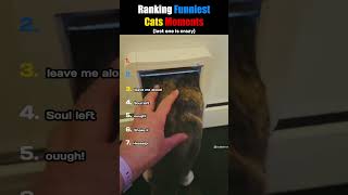 Don't check the sound #funny #cats