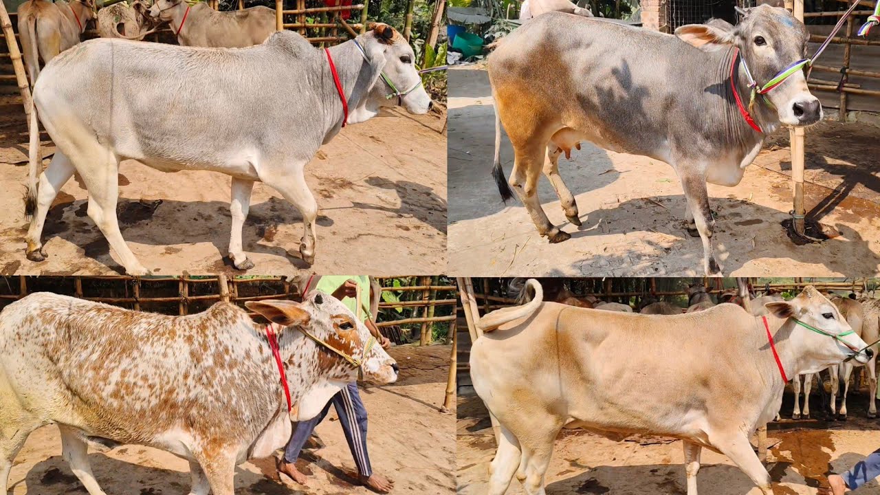 17 FEB  ||77187 11121 || BHAI R GORU ||TRENDING VIRAL BEAUTIFUL COWS SALE