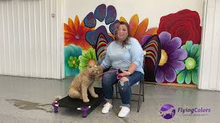 Maggie Mae’s testimonial by FlyingColorsCanine 63 views 7 months ago 3 minutes, 1 second