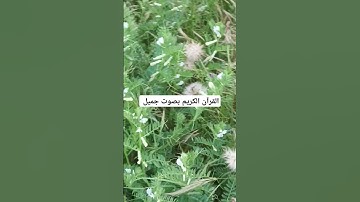 القرآن الكريم بصوت جميل #duet #القران_الكريم #اكسبلور #لايك #qoraniyat421 #المصحف #تيك_توك #ترند