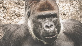 S1E28 ️ Momoko, Monta & Goro were in Chiba: Monta's still a⎮Solitary Silverback⎮CHIBA ZOO