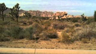 America the Beautiful - Joshua Tree