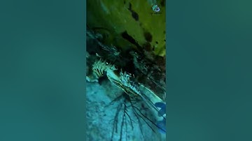 Lặn biển vô tình phát hiện ra ổ tôm hùm bông| Review bắt hải sản #shorts #sanbathaisan