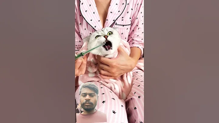 Video 10814441: pet living, funny pets, funny cat