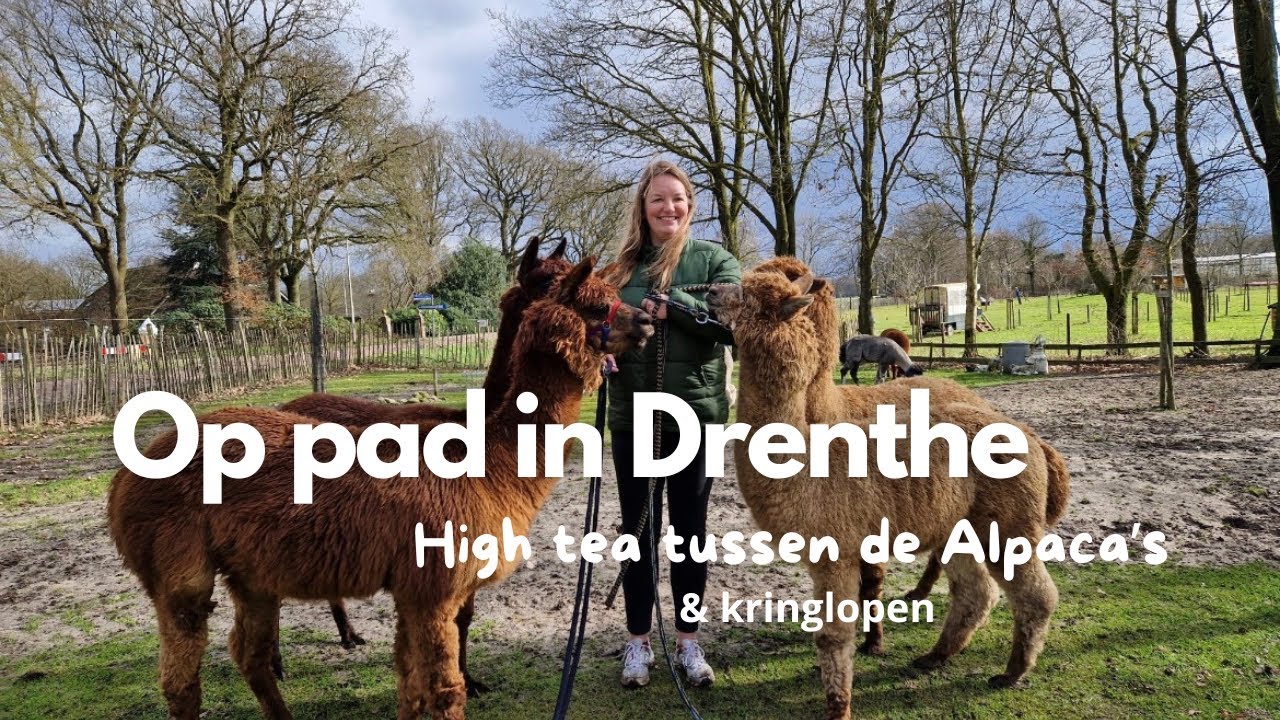 High tea tussen de Alpaca’s 🦙 naar de kringloop & mee naar de volkstuin! 🌞🌱