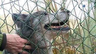 El zoo La Grandera, en Cangas de Onís, echa el cierre