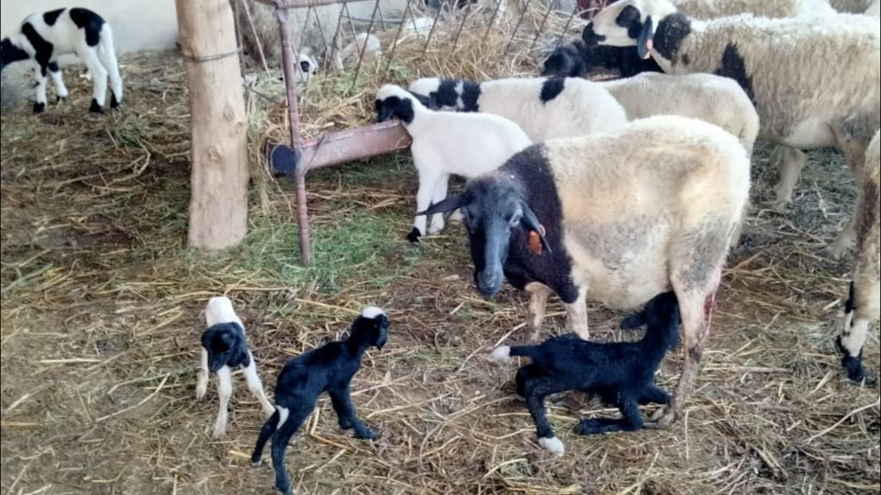 الأغنام الدمانية على ضفاف نهر سبو 💦 للبيع في سيدي علال التازي منطقة الغرب  🐑