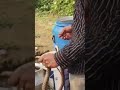 water snake save snake life #jamshedpur #india #jharkhand #viral #viralvideo #viralshorts #video 🐍🙏
