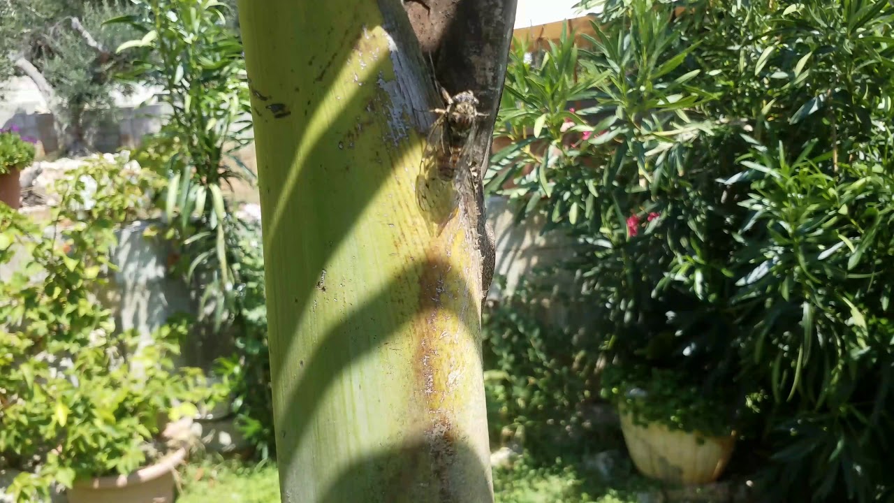 Luglio 2018 cattura di una cicala