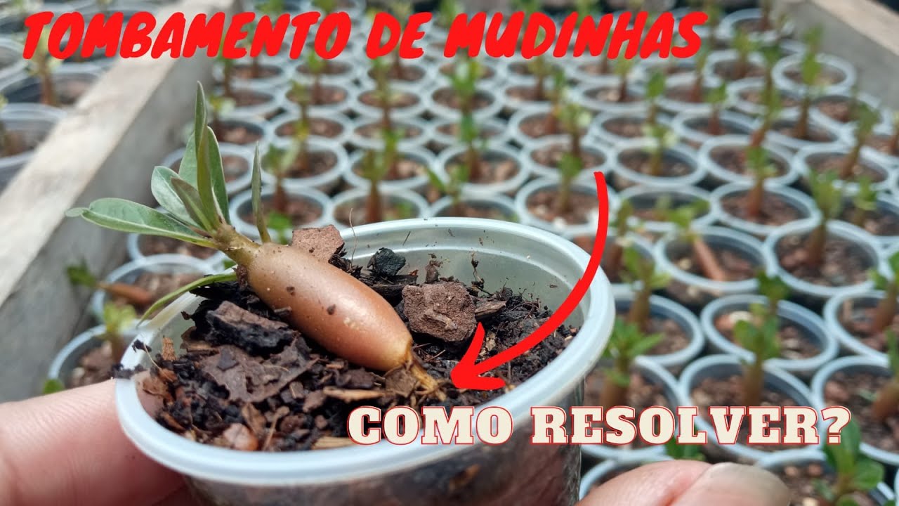 Não perca NUNCA mais suas mudinhas de ROSAS DO DESERTO/aprenda a resolver o problema de TOMBAMENTO