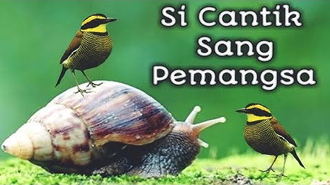 Burung paok pancawarna, si cantik dan pemalu tetapi sadis terhadap mangsa