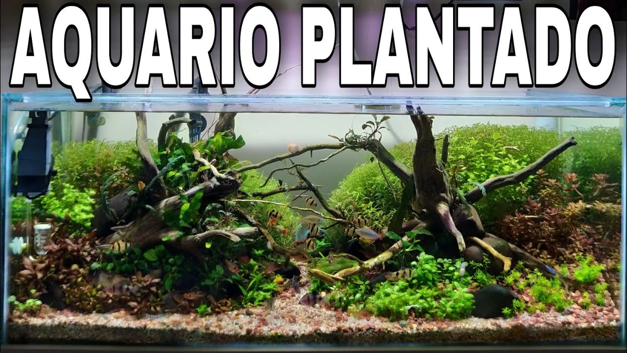 160 Litros aquario plantado – cinematográfico PACHECO AQUARISMO