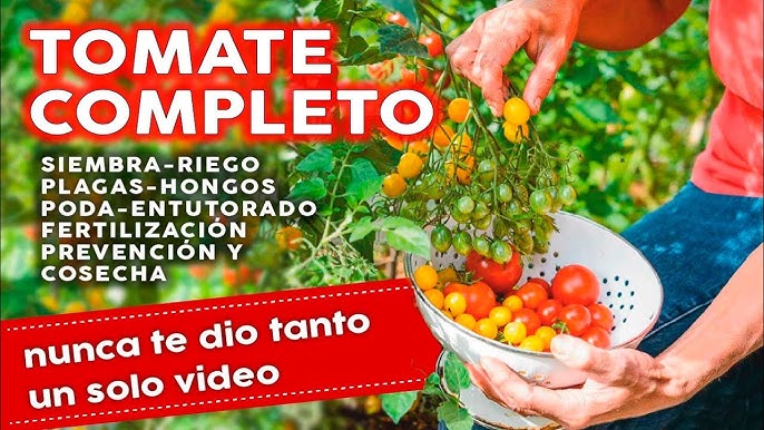 Cómo y cuándo preparar un semillero de tomate - Agralia Jardín