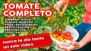 Como Plantar Tomates COMPLETO: Siembra Plagas Hongos Fertilizantes Riego Poda y mucho más