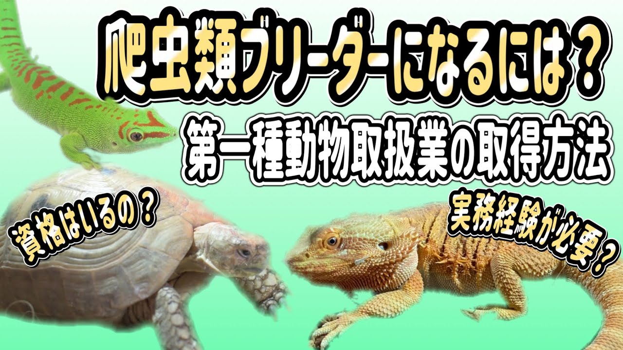 爬虫類ブリーダーになるには！！【第一種動物取扱業の取得方法 】