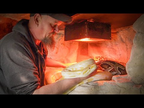 What You Need to Know Before Buying a Pet Python