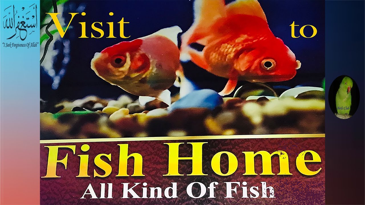 Aquarium Fish Shop Aquarium fish price in Sargodha Pakistan.. YouTube